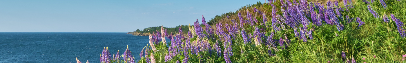 a shoreline with lupin flowers